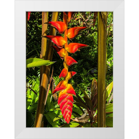 Heliconia Drop White Modern Wood Framed Art Print by Nebula, Melissa