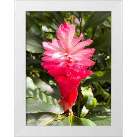 Blooming Sweetness White Modern Wood Framed Art Print by Nebula, Melissa