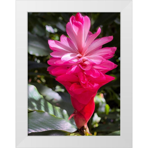 Ginger Awakening White Modern Wood Framed Art Print by Nebula, Melissa