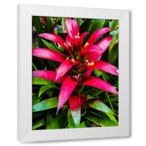 Botanical Bromeliad White Modern Wood Framed Art Print by Nebula, Melissa