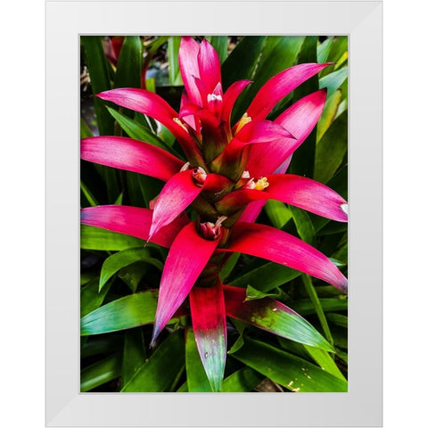 Botanical Bromeliad White Modern Wood Framed Art Print by Nebula, Melissa