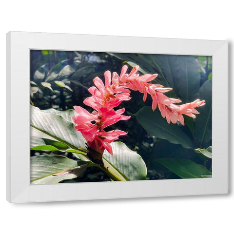 Lazy Ginger White Modern Wood Framed Art Print by Nebula, Melissa