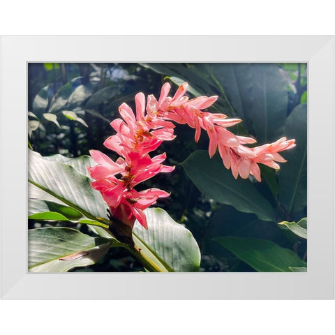 Lazy Ginger White Modern Wood Framed Art Print by Nebula, Melissa