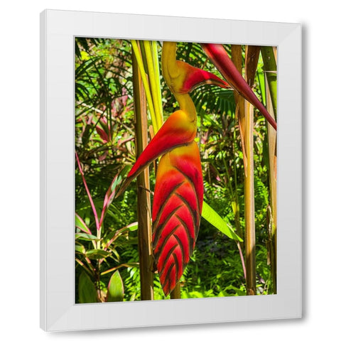 Tropical Bromeliad Bird White Modern Wood Framed Art Print by Nebula, Melissa