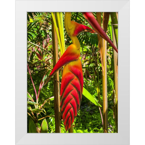 Tropical Bromeliad Bird White Modern Wood Framed Art Print by Nebula, Melissa