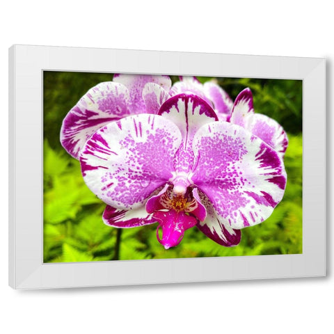 Dappled Orchid In Magenta White Modern Wood Framed Art Print by Nebula, Melissa