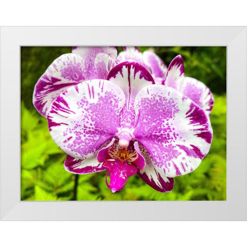 Dappled Orchid In Magenta White Modern Wood Framed Art Print by Nebula, Melissa