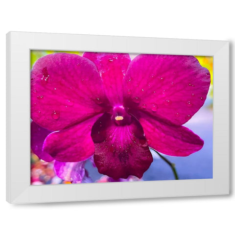 Orchid Daze White Modern Wood Framed Art Print by Nebula, Melissa