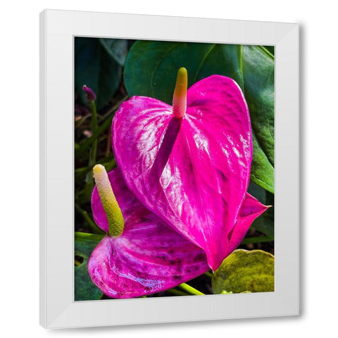 Heartfelt Anthurium White Modern Wood Framed Art Print by Nebula, Melissa
