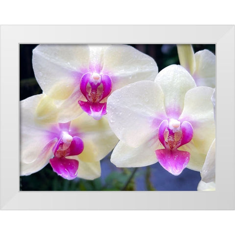 Orchid Cleanse White Modern Wood Framed Art Print by Nebula, Melissa