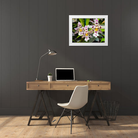Look At Me Orchids White Modern Wood Framed Art Print by Nebula, Melissa