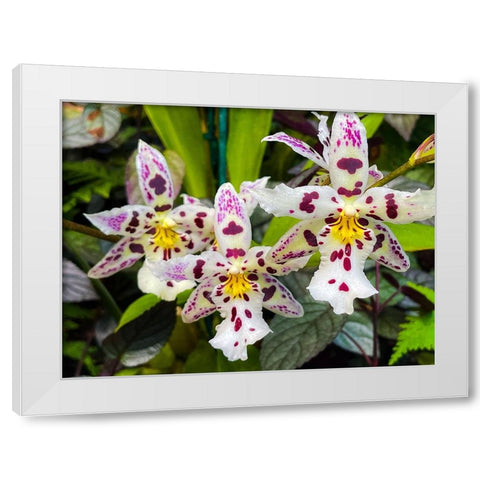 Look At Me Orchids White Modern Wood Framed Art Print by Nebula, Melissa