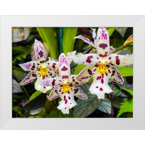 Look At Me Orchids White Modern Wood Framed Art Print by Nebula, Melissa