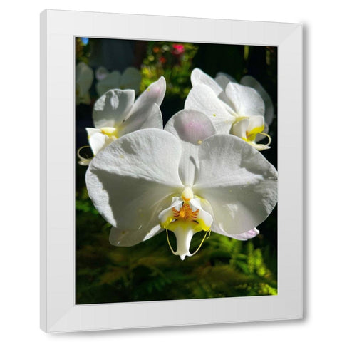 Orchid Peace In White White Modern Wood Framed Art Print by Nebula, Melissa