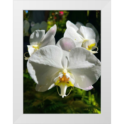 Orchid Peace In White White Modern Wood Framed Art Print by Nebula, Melissa