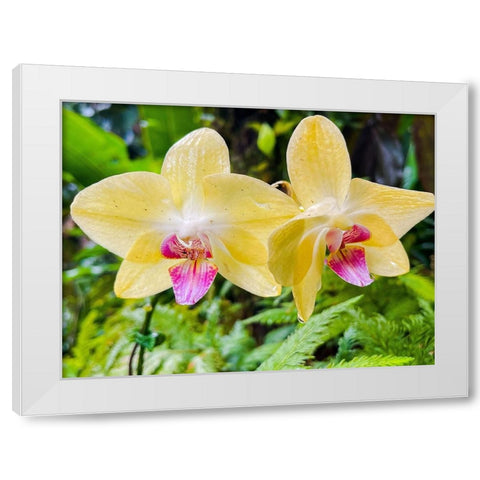 Orchid peace In Yellow White Modern Wood Framed Art Print by Nebula, Melissa