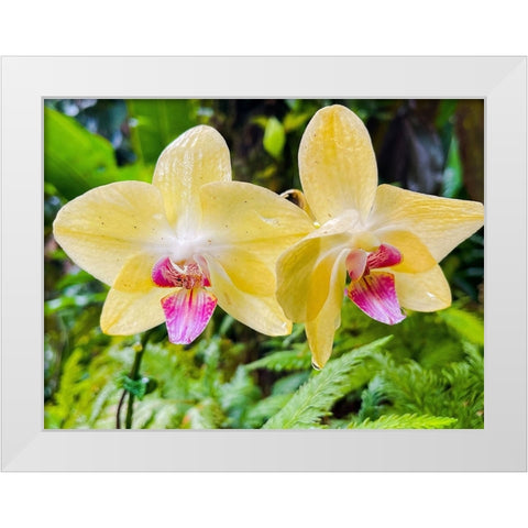 Orchid peace In Yellow White Modern Wood Framed Art Print by Nebula, Melissa
