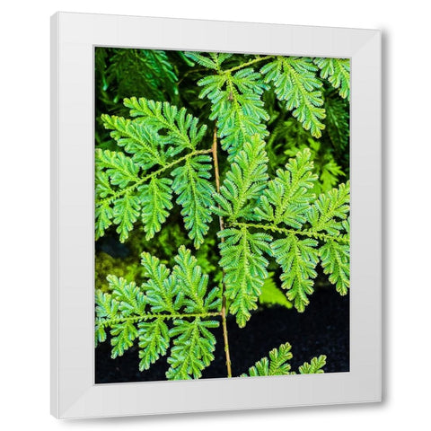 Evergreen Lace White Modern Wood Framed Art Print by Nebula, Melissa