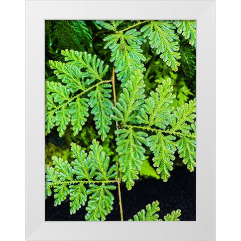 Evergreen Lace White Modern Wood Framed Art Print by Nebula, Melissa