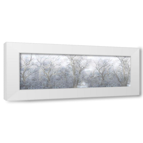 Mysterious Forest White Modern Wood Framed Art Print by Prime, Marcus