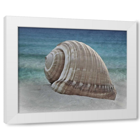 Shell Ray Soaking White Modern Wood Framed Art Print by Prime, Marcus