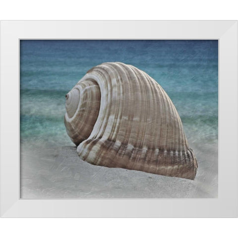 Shell Ray Soaking White Modern Wood Framed Art Print by Prime, Marcus