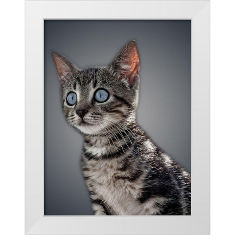 Boundless Cuteness 1 White Modern Wood Framed Art Print by Prime, Marcus