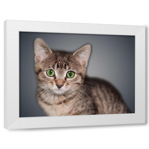 Boundless Cuteness 8 White Modern Wood Framed Art Print by Prime, Marcus