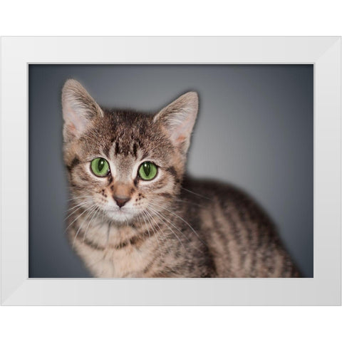 Boundless Cuteness 8 White Modern Wood Framed Art Print by Prime, Marcus