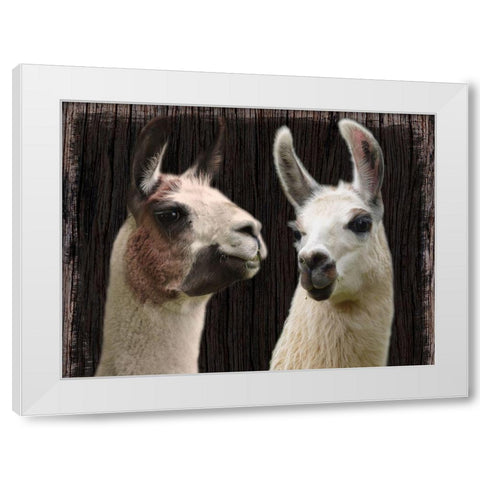 Llama Discussion White Modern Wood Framed Art Print by Prime, Marcus
