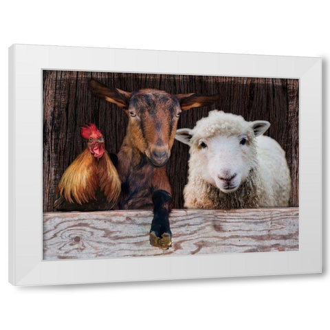 Three Amigos White Modern Wood Framed Art Print by Prime, Marcus