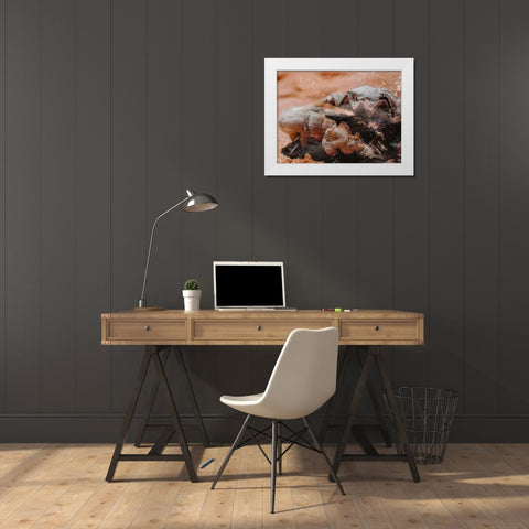 Shiny Oyster 1 White Modern Wood Framed Art Print by Prime, Marcus
