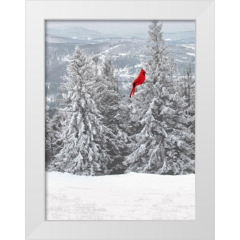 Merry Cardinal 1 White Modern Wood Framed Art Print by Prime, Marcus
