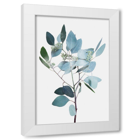 Misty Eucalyptus 2 White Modern Wood Framed Art Print by Prime, Marcus