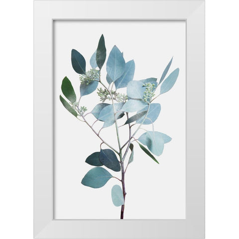 Misty Eucalyptus 2 White Modern Wood Framed Art Print by Prime, Marcus