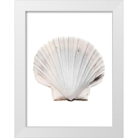 Calming Shell White Modern Wood Framed Art Print by Prime, Marcus