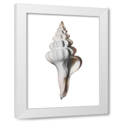 Calming Spiral Shell White Modern Wood Framed Art Print by Prime, Marcus