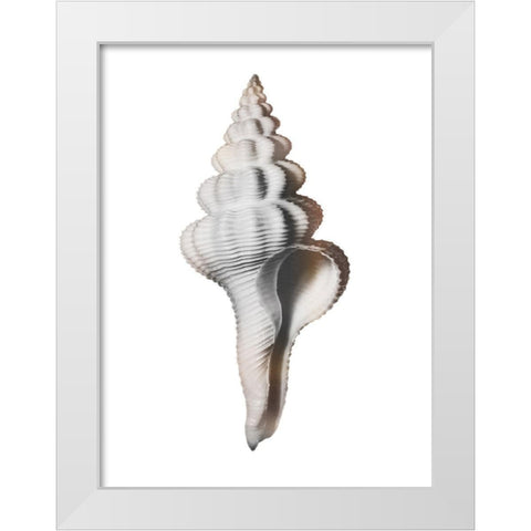 Calming Spiral Shell White Modern Wood Framed Art Print by Prime, Marcus