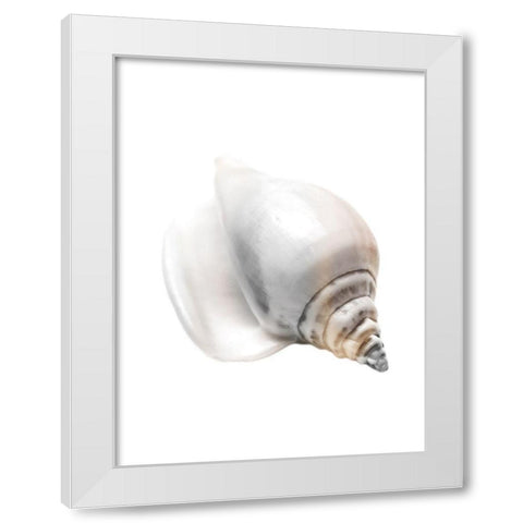 Calming Nautilus Shell White Modern Wood Framed Art Print by Prime, Marcus