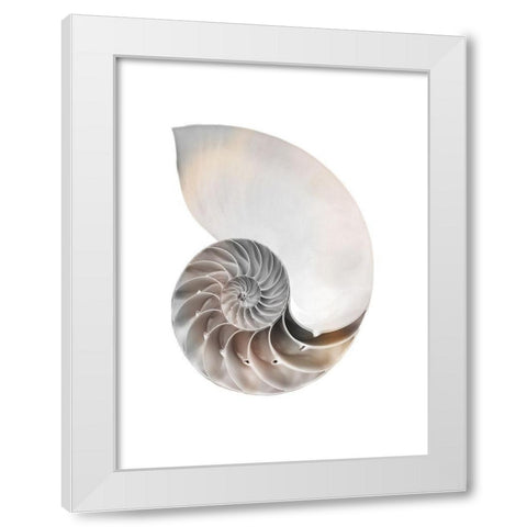 Calming Spiral Shell White Modern Wood Framed Art Print by Prime, Marcus