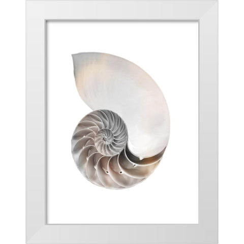 Calming Spiral Shell White Modern Wood Framed Art Print by Prime, Marcus