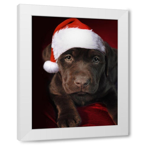 Christmas Pup 1 White Modern Wood Framed Art Print by Prime, Marcus