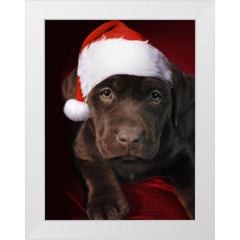 Christmas Pup 1 White Modern Wood Framed Art Print by Prime, Marcus