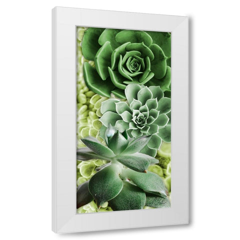 Adored Succulents 5 White Modern Wood Framed Art Print by Prime, Marcus