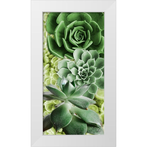 Adored Succulents 5 White Modern Wood Framed Art Print by Prime, Marcus