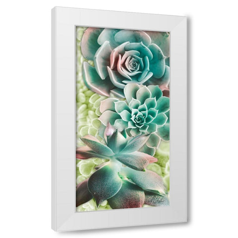 Adored Succulents 6 White Modern Wood Framed Art Print by Prime, Marcus