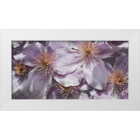 Lavender Explosion 3 White Modern Wood Framed Art Print by Prime, Marcus