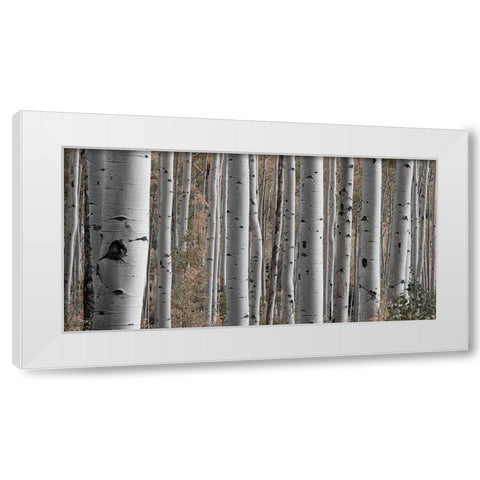 Birch Dream White Modern Wood Framed Art Print by Prime, Marcus