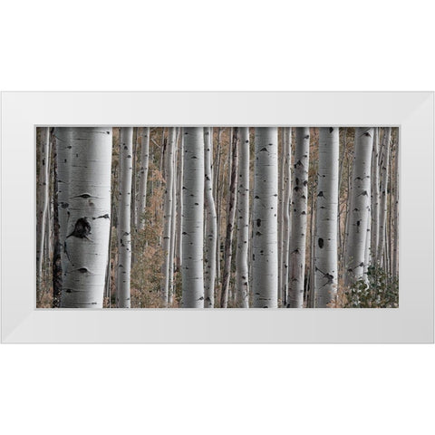 Birch Dream White Modern Wood Framed Art Print by Prime, Marcus