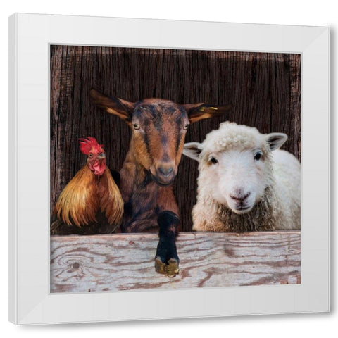 Farm Life White Modern Wood Framed Art Print by Prime, Marcus